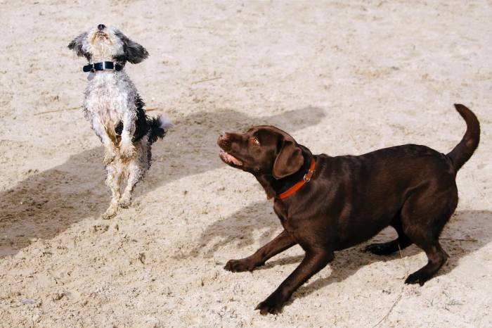 Ides of bark dog festival