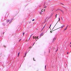 Columnar stomach simple epithelium 400x pyloric non tissue histology epithelial edited submitted tue