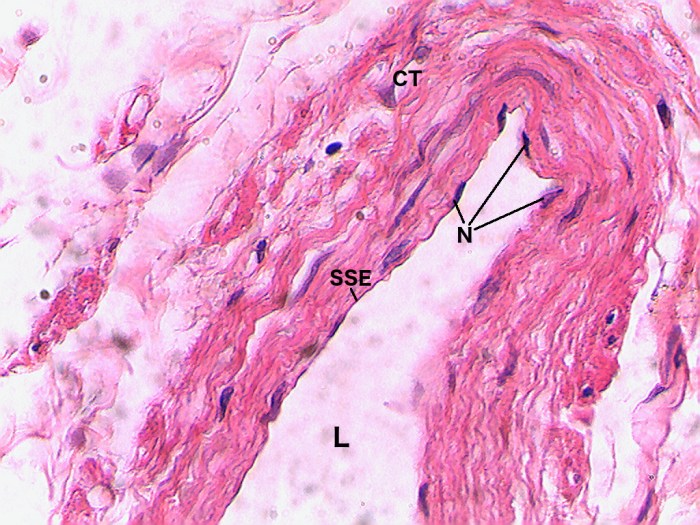 Columnar stomach simple epithelium 400x pyloric non tissue histology epithelial edited submitted tue