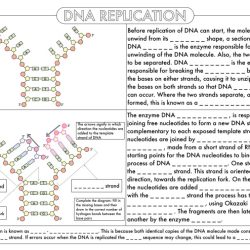 History of dna worksheet honors biology answers