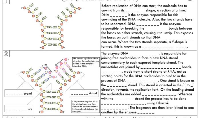 History of dna worksheet honors biology answers