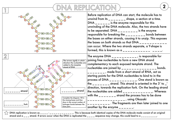 History of dna worksheet honors biology answers