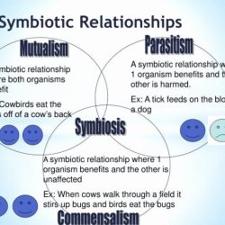 Symbiotic relationships worksheet good buddies